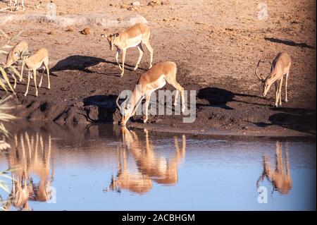 Eine Gruppe von Impalas - Aepyceros melampus - trinken aus einem Wasserloch im Etosha National Park, Namibia. Stockfoto