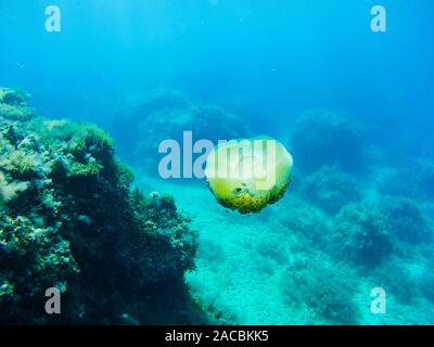 Unterwasser Foto von einem Spiegelei Quallen im Mittelmeer. Klare blaue Meer und Reflexionen. Stockfoto