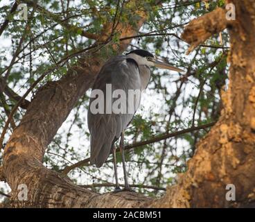 Graureiher Ardea cinerea Wild Bird stand auf Barsch der Niederlassung in großen Baum Stockfoto