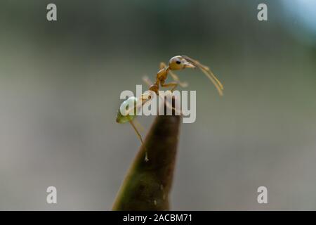 Green Ant in Cairs Australien Stockfoto