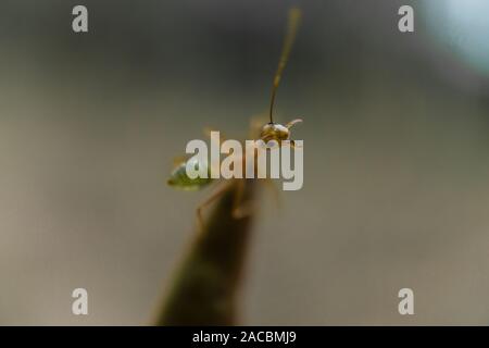 Green Ant in Cairs Australien Stockfoto