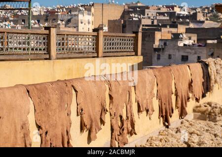 Ziege blendet für traditionelle Herstellung von Leder trocknen auf eine Bar und hängt an der Wand in der Chouara Gerberei, Fez, Marokko Stockfoto