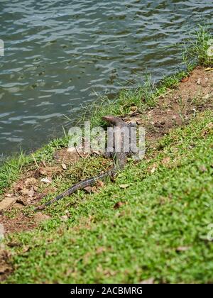 Ein Wasser monitor Vermessung seiner Umgebung an einem See in Kandy Stockfoto