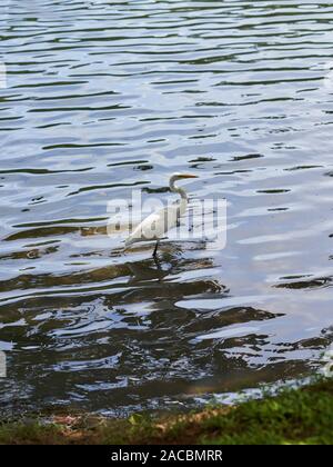 Östlichen Silberreiher Fütterung und durch Fische in Kandy, Sri Lanka umgeben Stockfoto