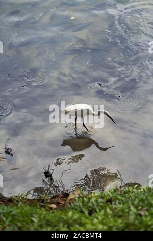 Östlichen Silberreiher Fütterung und durch Fische in Kandy, Sri Lanka umgeben Stockfoto