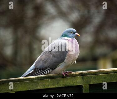 Eine pralle Woodpigeon Hocken auf einem Zaun Panel auf der Suche nach Nahrung in einem Garten in Alsager Cheshire England Vereinigtes Königreich Großbritannien Stockfoto