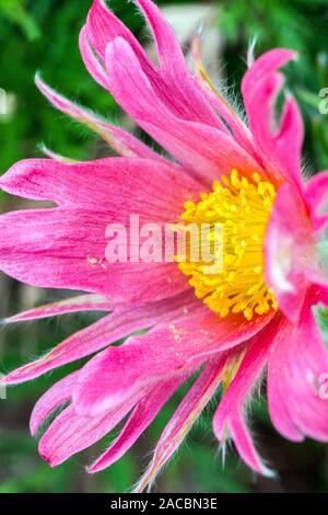 Pink Pasque Blume Nahaufnahme Frühling Pulsatilla vulgaris „Papageno“ Stockfoto