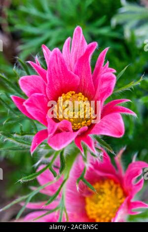 Rosa Pasque flower Pulsatilla vulgaris 'Papageno' Stockfoto