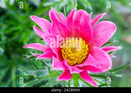 Rosa Pasque Blume Pulsatilla vulgaris 'Papageno' rosa Blume aus nächster Nähe Stockfoto