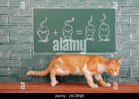 Red cat studieren die Wissenschaft von der Jagd mit Hilfe der mathematischen Beispiele. Pädagogische witz Idee Stockfoto