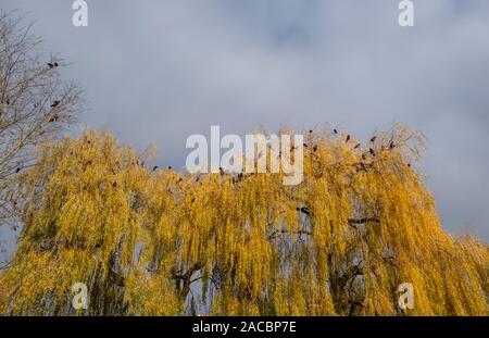 Schwarze Krähen neben der Themse in einer Weide in twickenham fotografiert, West London Großbritannien am Tag einen klaren, kalten Winter. Stockfoto