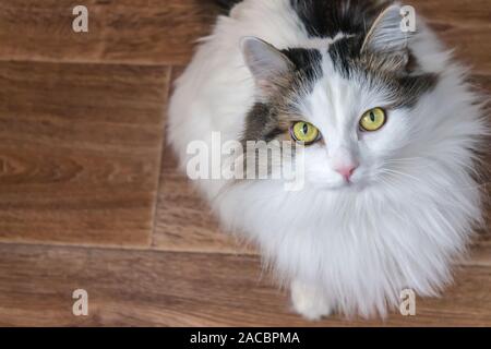 Weiß und flauschig Katze der Sibirischen Katze, sieht großen gelben Augen Stockfoto