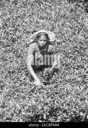 Nurya Elyia: tamilische Frauen arbeiten in den Tee Pflanzen von Sri Lanka zu arbeiten. Stockfoto