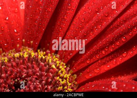 Rote Blume chrysantheme Blüte im Herbst Chrysanthemen flower garden Stockfoto