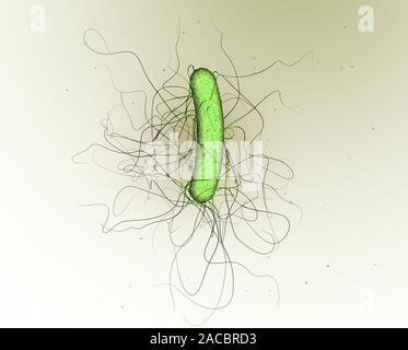 3D-Abbildung mit einem einzigen Clostridium difficile Bakterien Stockfoto