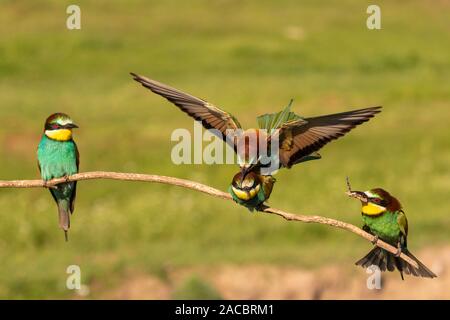 Vier europäische Bienenfresser Merops apiaster, sitzen auf einem Stick, zwei passende sind und ein Schmetterling in seinem Schnabel, Csongrad, Ungarn Stockfoto