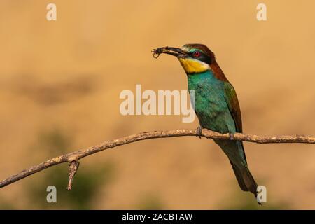 Europäische Bienenfresser Merops apiaster, sitzen auf einem Stick mit ein Insekt im Schnabel, in schönen, warmen Morgenlicht, Csongrad, Ungarn Stockfoto