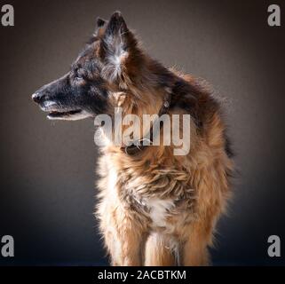 Ein alter deutscher schäferhund Hund im Sonnenlicht mit einem einfachen Hintergrund. Stockfoto