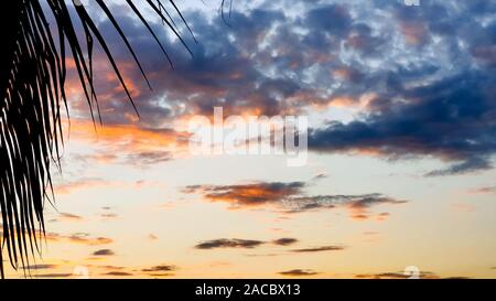 Einen tropischen Sonnenuntergang hinter Palmenblättern. Sonne scheint durch Palmenblättern. Stockfoto