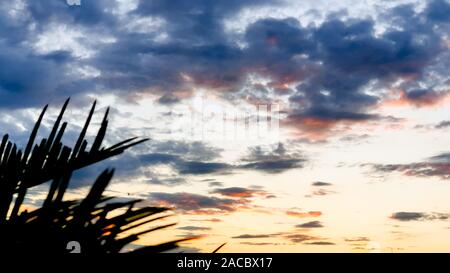 Einen tropischen Sonnenuntergang hinter Palmenblättern. Sonne scheint durch Palmenblättern. Stockfoto