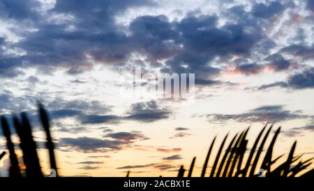 Einen tropischen Sonnenuntergang hinter Palmenblättern. Sonne scheint durch Palmenblättern. Stockfoto