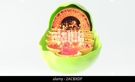 Die Mitochondrien der Zelle auf weißem Hintergrund - 3D-Rendering Stockfoto