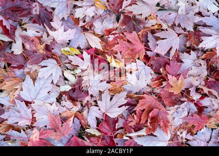 Silber Ahorn (Acer saccharinum) auf Waldboden, Herbst, Minnesota, USA, von Dominique Braud/Dembinsky Foto Assoc Stockfoto