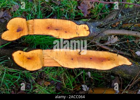 Traditionelle englische Hedge Festlegung im Herbst Stockfoto