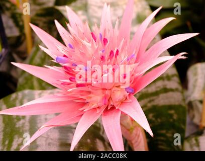 Zentrum rosa Blume der Urn-Anlage (aechmea Fasciata) Stockfoto