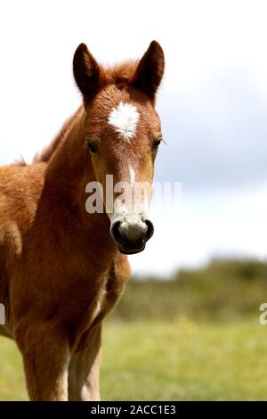 Porträt eines neuen Waldschäfens Stockfoto