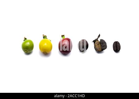 Die verschiedenen Stufen der Kaffeebohnen in weißem Hintergrund. Stockfoto