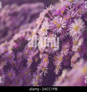 Lila chrysantheme Blumen Sträucher Nahaufnahme. Natürliche floral background. Stockfoto