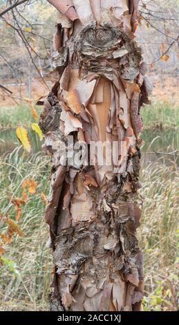 Fluss Birke (Betula nigra), Rinde detail, Herbst, Minnesota, USA, von Dominique Braud/Dembinsky Foto Assocby Dominique Braud/Dembinsky Foto Assoc Stockfoto