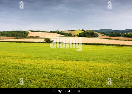 Flachs (Linum usitatissimum), auch als Leinsamen bekannt, wächst auf einem Feld in der Nähe von Kilve in der Quantock Hills National Landscape, Somerset, England. Stockfoto