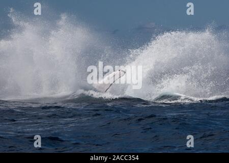 Ein Buckelwal, Megaptera novaeangliae, stürzt zurück in das Karibische Meer. Der atlantischen Bevölkerung ist als gefährdete Arten aufgeführt. Stockfoto