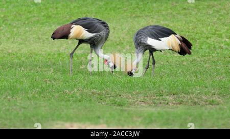 2 Schwarz gekrönt Kran (Balearica pavonina) einander gegenüber auf der Suche nach Essen im Grünland Stockfoto