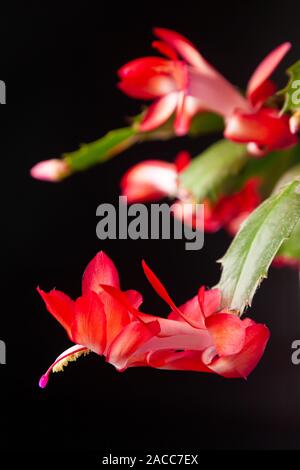 Weihnachtskaktus (Schlumbergera) in voller Blüte. Stockfoto