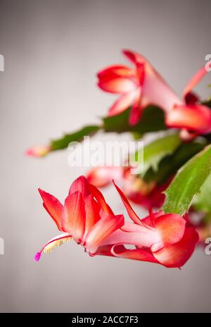Weihnachtskaktus (Schlumbergera) in voller Blüte. Stockfoto