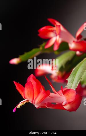 Weihnachtskaktus (Schlumbergera) in voller Blüte. Stockfoto