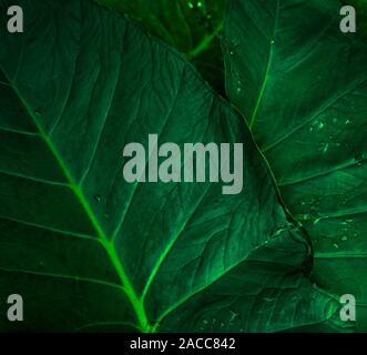 Grünes Blatt mit Regentropfen im Dschungel. Wassertropfen auf den Blättern. Grünes Blatt Textur Hintergrund mit minimalen Muster. Grüne Blätter in tropischen Wald auf dunklen Stockfoto