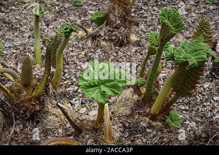 Gunnera Manicata schießt im Frühling Stockfoto