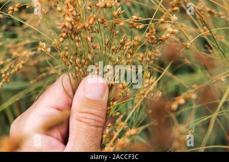 Agrarwissenschaftler untersuchen Proso Hirse reife Ernte Ohren im Feld, Nahaufnahme einer Hand, Stockfoto