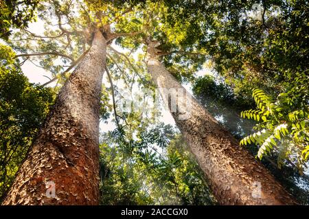 Seltene Twin Kauri Pinien mit Sonnenstrahlen durch die Baumkronen zu glänzen. Stockfoto