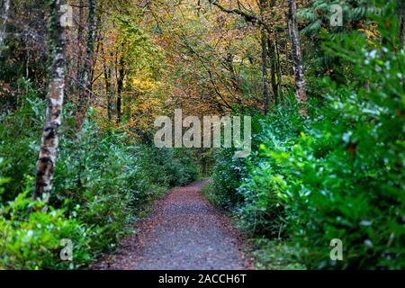 Farben des Herbstes im Märchenwald, Irland Stockfoto