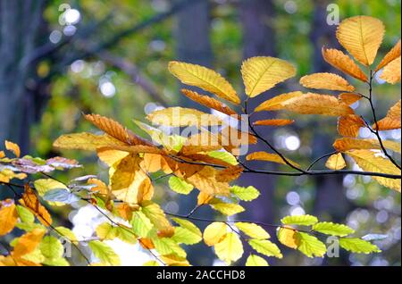 Hintergrundbeleuchtung Herbst Blätter auf Niederlassung des Baums, Norfolk, England Stockfoto