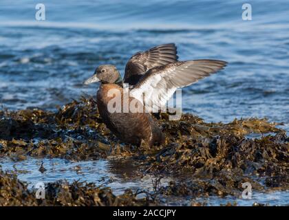 Eider Stellers (Polysticta stelleri), weibliche Flügel flattern, stehend auf Algen bedeckten Felsen, Båtsfjord, Varanger, Das arktische Norwegen, Stockfoto