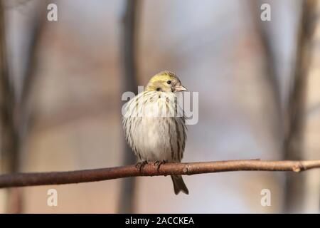 Europäischen Girlitz (Serinus serinus) auf einem Zweig. Stockfoto