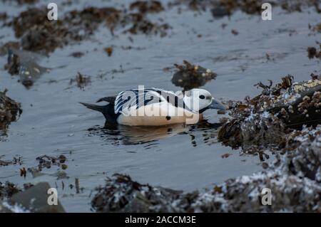 Eider Stellers (Polysticta stelleri), männlich Schwimmen in der Nähe von Seegras bedeckte Felsen, Schnee, Båtsfjord, Varanger, Das arktische Norwegen, Stockfoto