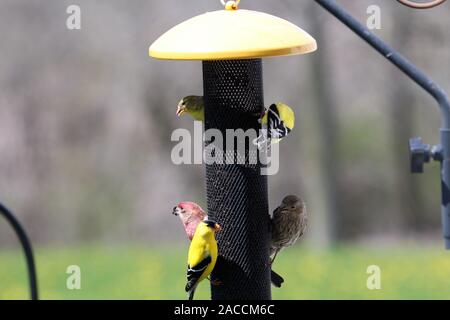 Drei amerikanische Goldfinches und zwei House Finches (männlich und weiblich) essen Thistle in einem Hinterhof Bird Feeder in Wisconsin, USA Stockfoto