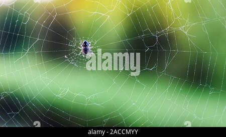 Tierwelt, eine Spinne sitzt in der Mitte des Web auf einem grünen Hintergrund gewebt hat Stockfoto